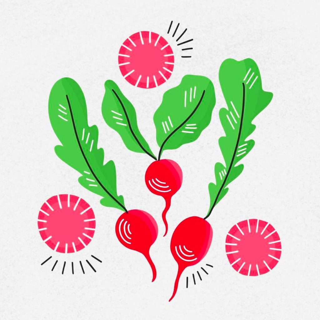 Radishes Illustration | Lindsay Goldner - No Fonts Given Co
